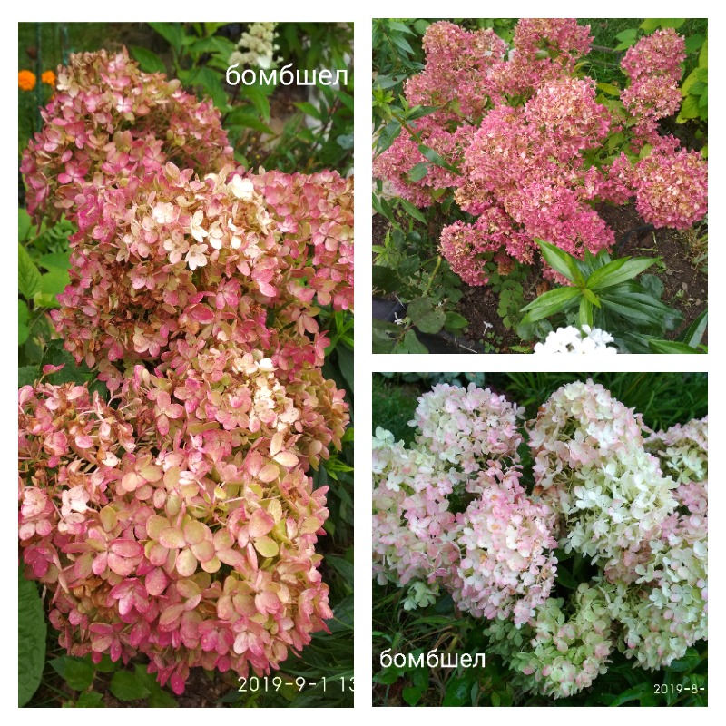 гортензия бомбшел